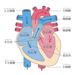 心臓の図